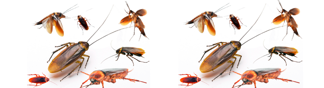 Baratas em São Bernardo do Campo 24 HORAS